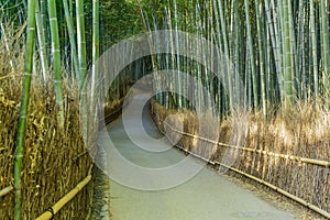 Bamboo Grove at Arashiyama in Kyoto