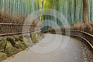 Bamboo Grove at Arashiyama in Kyoto