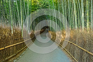 Bamboo Grove at Arashiyama in Kyoto