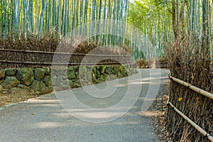 Bamboo Grove at Arashiyama in Kyoto