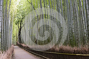 Bamboo Grove, Arashiyama, Kyoto