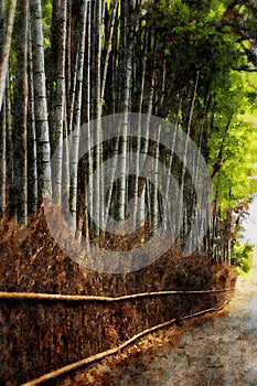 Bamboo grove at Arashiyama, Kyoto, Japan