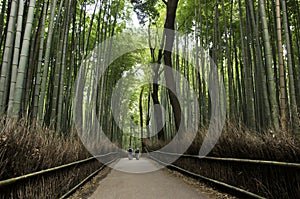 Bamboo grove in Arashiyama in Kyoto, Japan