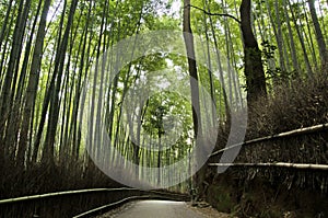 Bamboo grove in Arashiyama in Kyoto, Japan