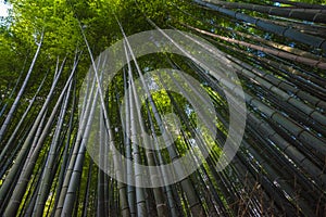 Bamboo grove in Arashiyama, Kyoto, Japan