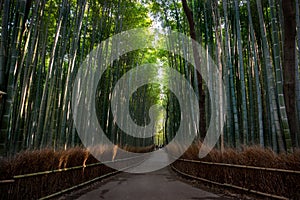 Bamboo grove of Arashiyama, Kyoto, Japan.