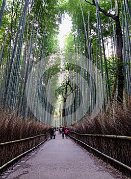 Bamboo grove at Arashiyama in Kyoto, Japan