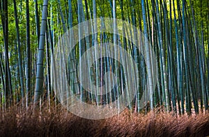 Bamboo grove in Arashiyama, Kyoto, Japan