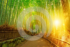 Bamboo grove Arashiyama Kyoto