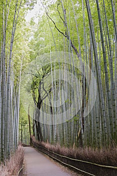 Bamboo Grove, Arashiyama, Kyoto