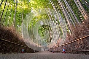 Bamboo grove in autumn season at Arashiyama in Kyoto
