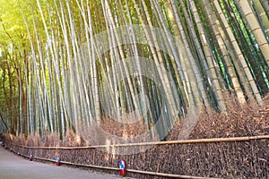 Bamboo grove in autumn season at Arashiyama in Kyoto