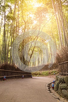 Bamboo grove in autumn season at Arashiyama in Kyoto