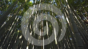 Bamboo grove, bamboo forest in Arashiyama in Kyoto, Japan in 4k