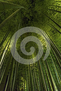 Bamboo grove, bamboo forest at Arashiyama, Kyoto, Japan