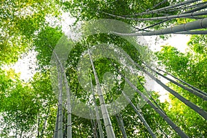 Bamboo grove, bamboo forest at Arashiyama, Kyoto, Japan