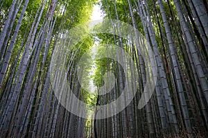 Bamboo Grove, bamboo forest, Kyoto, Japan. Huge Bamboo in Arashiyama, Kyoto, Japan.