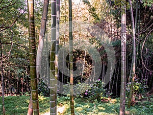 Bamboo grove in Batumi botanical garden photo