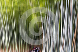 Bamboo Grove in the Beautiful Kameyama Park near Katsura River in Arashiyama, Kyoto, Japan. Adamski effect