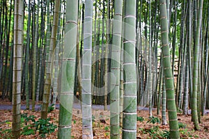 Bamboo Grove at Enkoji temple in Kyoto photo