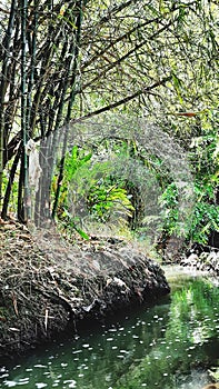 a bamboo grove that is flowed by a small river with lots of fish and animals in it