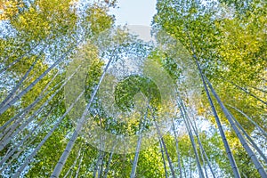 Bamboo grove forest in Arashiyama Kyoto