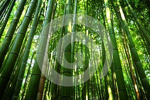 Bamboo grove photo