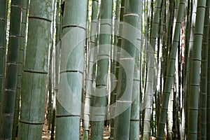 Bamboo grove forest in Kyoto Japan