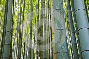 Bamboo grove forest in Kyoto Japan