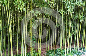 Bamboo grove. Fragment with trunks and leaves of young trees