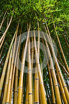 Bamboo grove in garden of Villa Carlotta, Lake Como, Italy