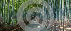 Bamboo grove in Kyoto