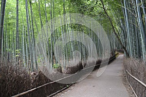 Bamboo grove in Kyoto, Japan