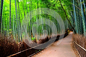 Bamboo grove in Kyoto, Japan