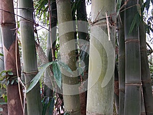 a bamboo grove lined with several trees