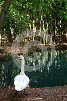 Bamboo grove, near a small quiet pond.White Swan on the Bank of the Japanese garden