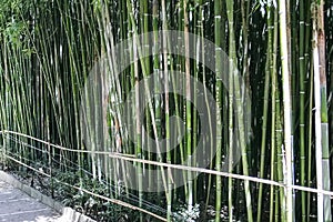 Bamboo grove in Nikitsky Botanical Garden in Yalta, Crimea, Ukraine. June 2011