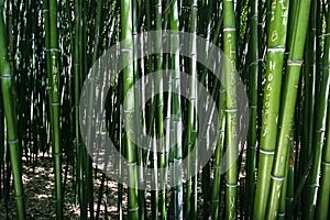 Bamboo grove in Nikitsky Botanical Garden in Yalta, Crimea, Ukraine. June 2011