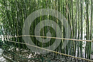 Bamboo grove in Nikitsky Botanical Garden in Yalta, Crimea, Ukraine. June 2011