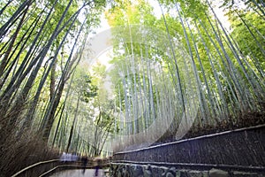 Bamboo Grove panorama in Arashiyama, Kyoto, Japan