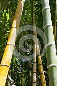 Bamboo grove patterns