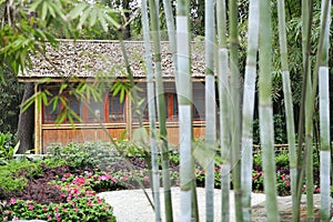 Bamboo groves and hut