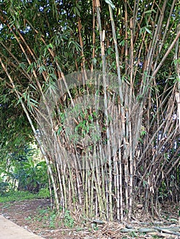 Bamboo groves are very sturdy even though they are often hit by the wind.