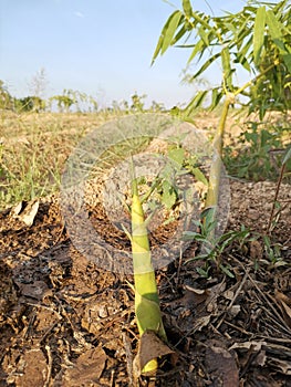 Bamboo grow