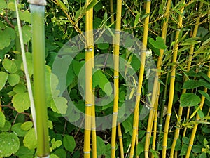 Bamboo growing along a road