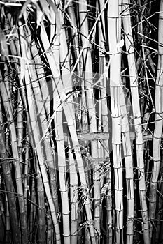 Bamboo growing in clump
