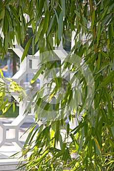 Bamboo growing in front of stone latticework photo