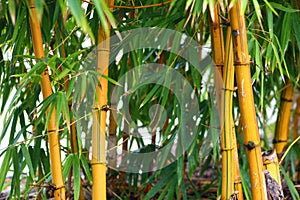 Bamboo growing - natural yellow