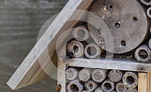 A bamboo home for solitary bees with nests made by solitair bees