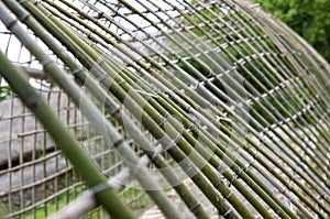 Bamboo hothouse in Korea